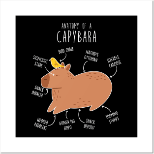 Capybara Anatomy Posters and Art